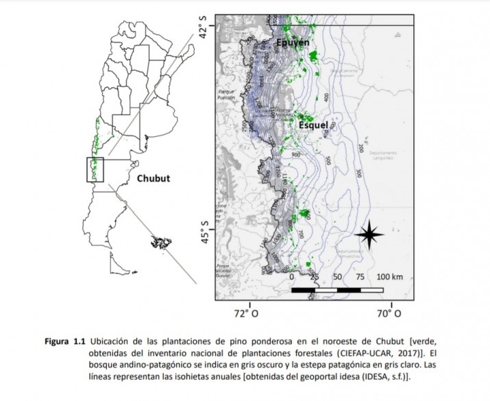 Fuente: Efectos del manejo silvícola y del ambiente lumínico sobre la vegetación en plantaciones de pino ponderosa en el noroeste patagónico. Trabajo de Tesis para optar al título de Doctora en Biología. Licenciada María Melisa Rago (2021).