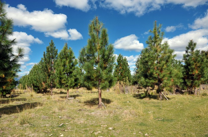 La plantación de pinos y creación de bosques con especies foráneas afecta a los bosques nativos
