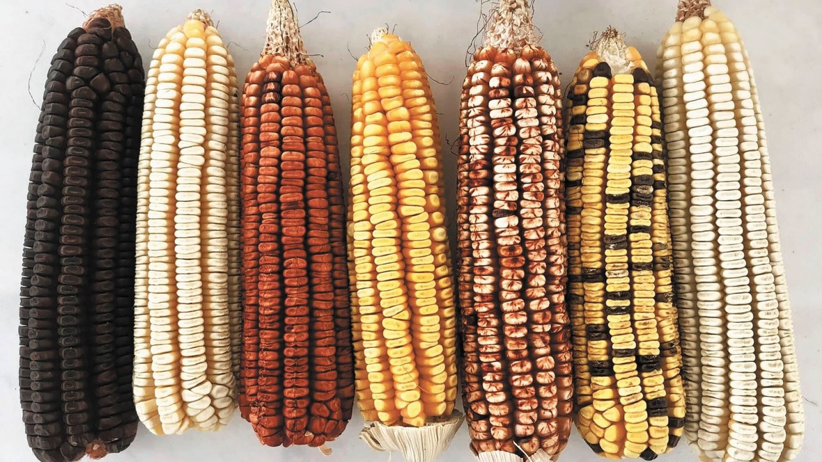 Un viaje por América Latina sobre la ruta del maíz - El Extremo Sur