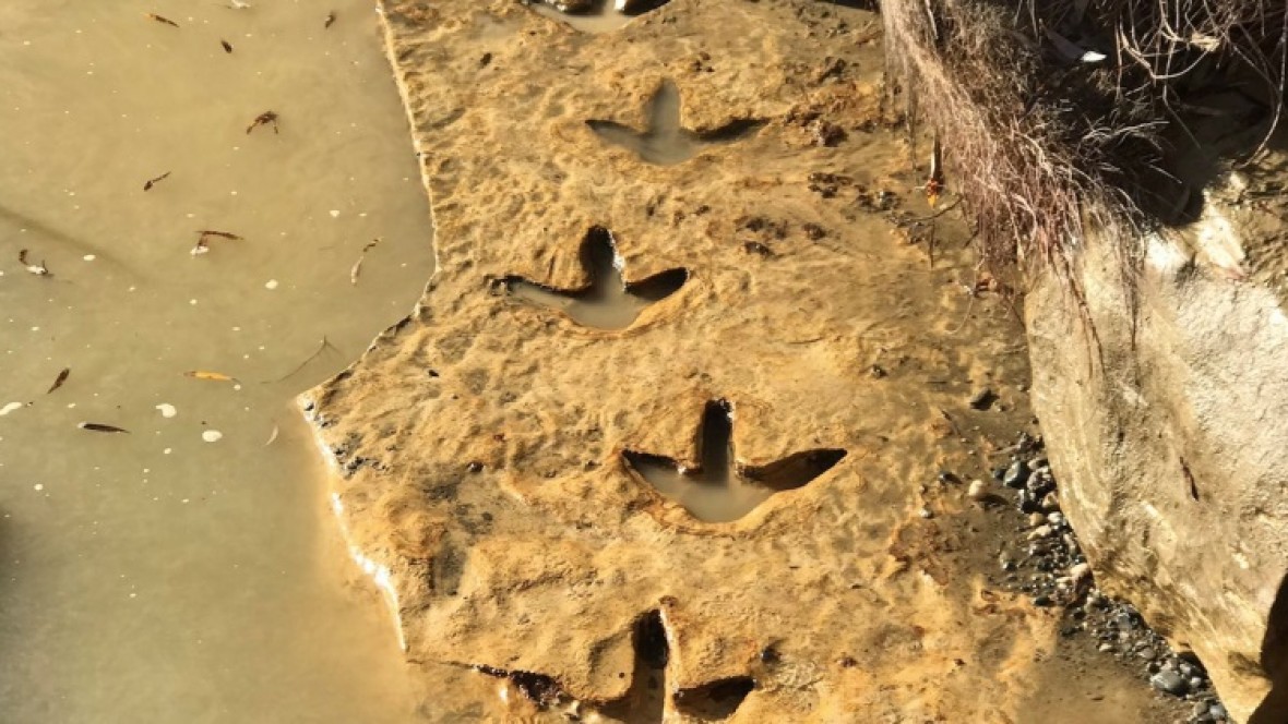 Descubrieron huellas de un ave prehistórica gigante en las costas de Río  Negro - El Extremo Sur