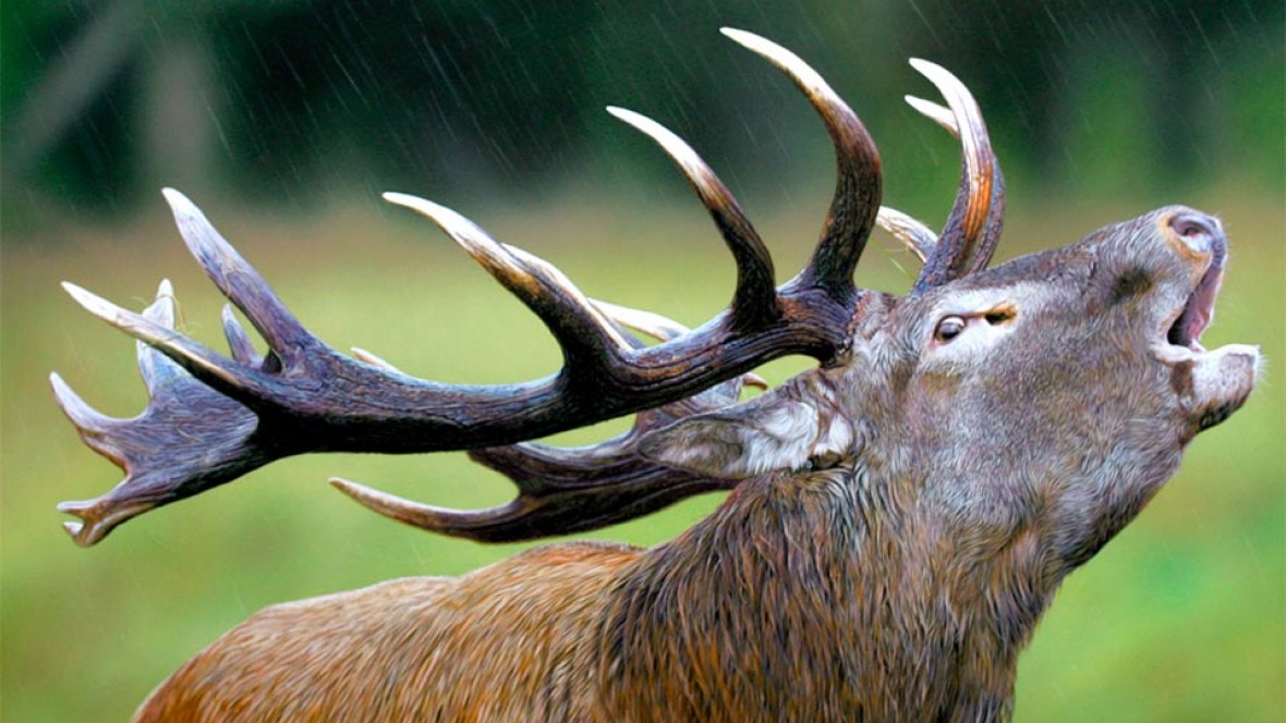 Un problema llamado ciervo colorado en la Patagonia