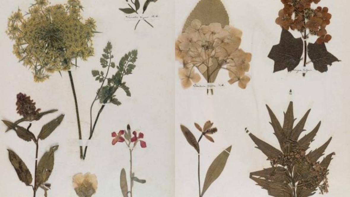 El herbario de Emily Dickinson: botánica y poesía en la era victoriana - El Extremo Sur El herbario de Emily Dickinson: botánica y poesía en la era victoriana - El Extremo Sur